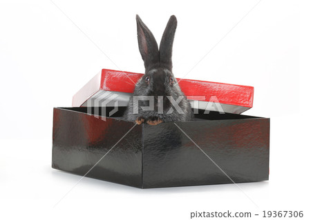rabbit rabbit 19367306