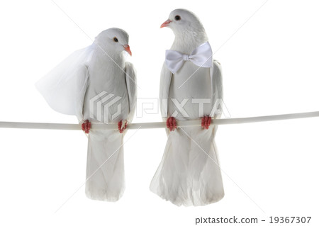 Wedding doves Wedding doves 19367307