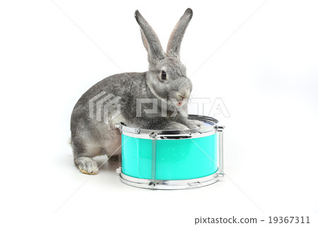 rabbit sitting 19367311