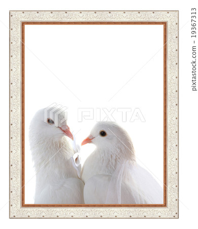 Wedding doves Wedding doves 19367313