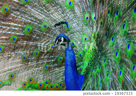 Peacock 19367315