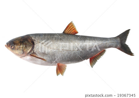 silver carp silver carp 19367345