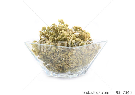 milfoil achillea milfoil achillea 19367346