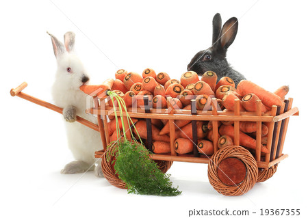 white rabbits white rabbits 19367355