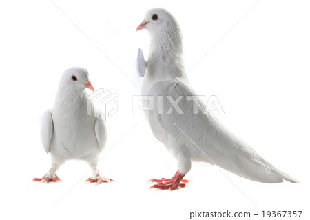 Wedding doves Wedding doves 19367357