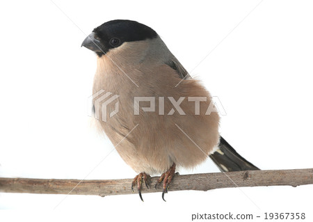 bullfinch bullfinch 19367358