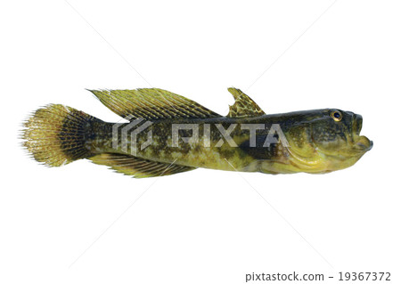 Bull-calf round timber 19367372