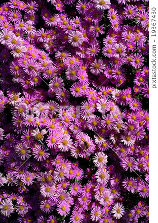 valentine blue flowers valentine blue flowers 19367430