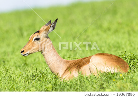 Wildlife Impala Buck Summer Buck Summer Wildlife Impala Buck Summer Buck Summer 19367890