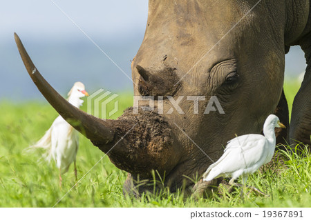 Rhinos Wildlife Rhinos Wildlife 19367891