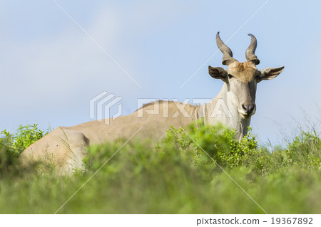 Eland Wildlife Animal 19367892