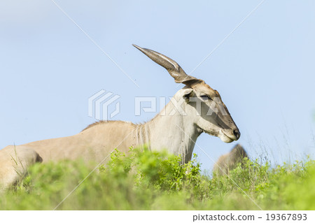 Eland Wildlife Animal Eland Wildlife Animal 19367893