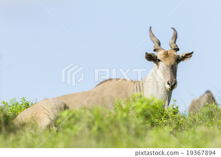 Eland Wildlife Animal 19367894