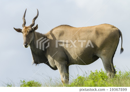 Eland Wildlife Animal 19367899