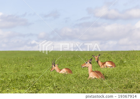 Buck Wildlife Summer Buck Wildlife Summer 19367914