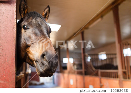 Horse in a stable Horse in a stable 19368688