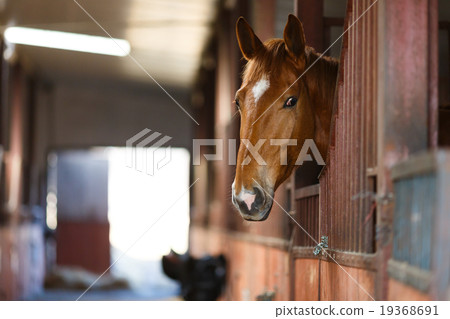 Horse in a stable Horse in a stable 19368691