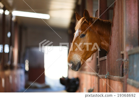 Horse in a stable Horse in a stable 19368692