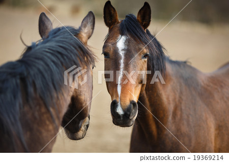 Wild horses Wild horses 19369214