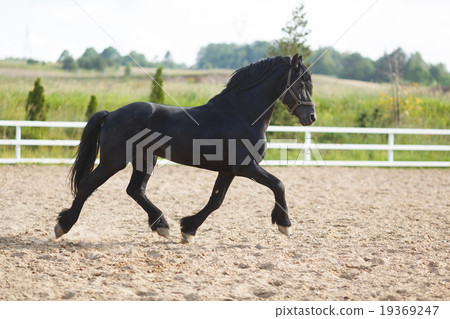 Running frisian horse Running frisian horse 19369247