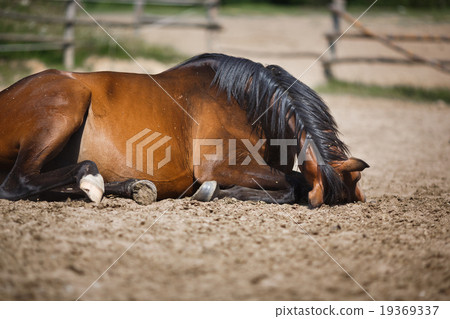 Horse lying in the stable outdoor 19369337