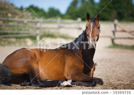 Horse lying in the stable outdoor 19369338
