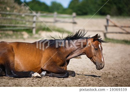 Horse lying in the stable outdoor 19369339