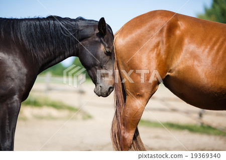 Two horses on the meadow 19369340