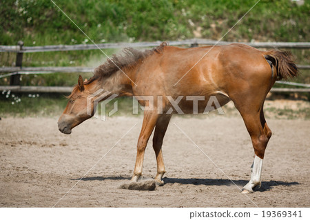 Young horse shake off the dust 19369341