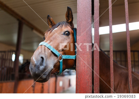 Curious horse 19369383