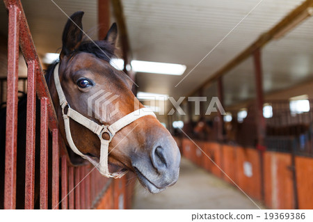 Curious horse 19369386