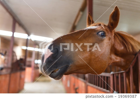 Curious horse 19369387