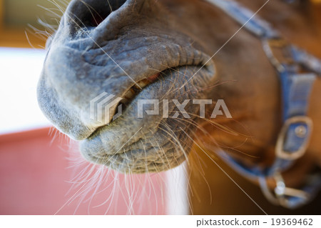 Mouth of a horse close up 19369462