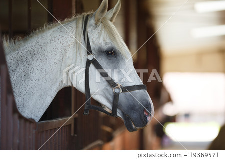 White horse in the stable 19369571