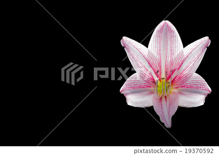 amaryllis flower on black background,space 19370592