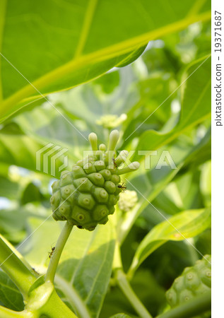 Noni noodles Noni noodles 19371687