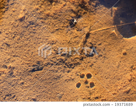 Shima Ammenbo 19371689