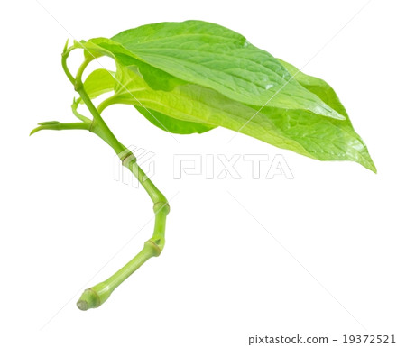 Green Wildbetel Leafbush on A White Background Green Wildbetel Leafbush on A White Background 19372521