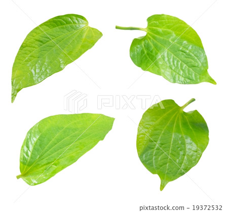 Set of Wildbetel Leafbush on White Background Set of Wildbetel Leafbush on White Background 19372532