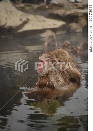 Monkey Festival year-round hot spring New Year's material material zodiac sign 2016 Zodiac image Monkey Festival year-round hot spring New Year's material material zodiac sign 2016 Zodiac image 19373651