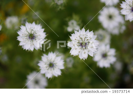 White Nigella flower 19373714
