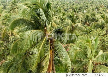 Coconut trees India Coconut trees India 19373720