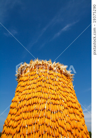 Dry corn background Dry corn background 19375290