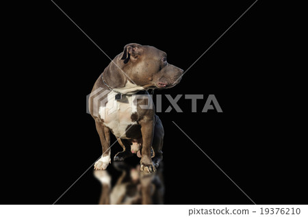american pitbull dog isolated 19376210