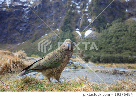 kea birds with blur 19376494