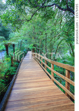 evergreen forest trail to milfordsound  19376495