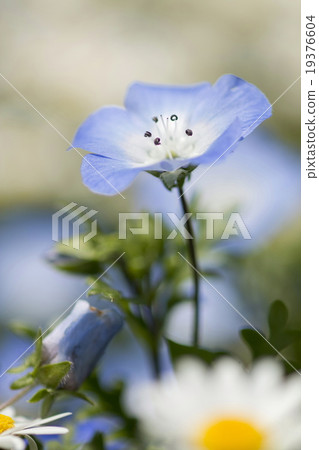 Nemophila Nemophila 19376604