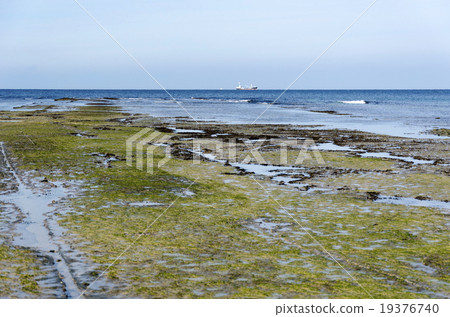 Wakamatsu North Coast Senjojiki 19376740