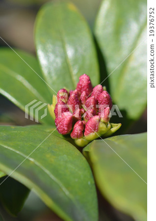 沉花蕾（十二月） 19376752