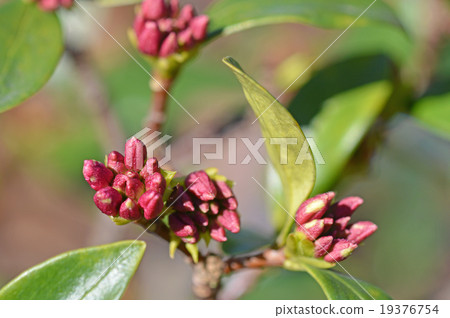 Bud of shen flower (December) 19376754